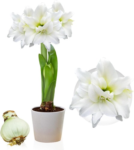 Bulbes amaryllis doubles - -,
