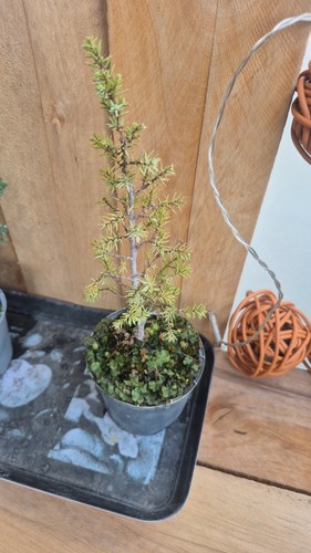 Bonsaï pré pot - pré-bonsaï, en