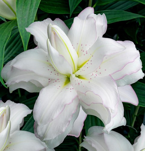 Bulbes lys rustique lotus - bulbes,