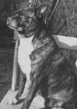 1940s Pet Dog Sitting Chair