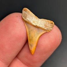 Gemmy Orange Mako Shark Tooth
