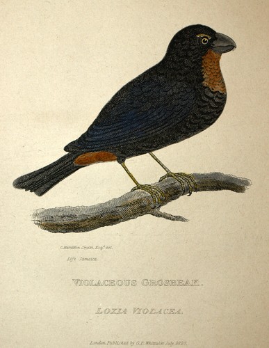 Oiseau bouvreuil antillais - oiseau,