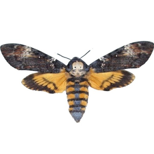 Acherontia atropos silence - acherontia,