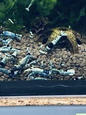 Crevettes Mosura Blue  Lot  De 12 Crevettes