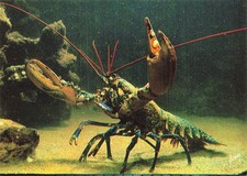 64 BIARRITZ MUSEE DE LA MER