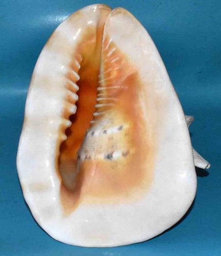 Seashell coquillages - ,