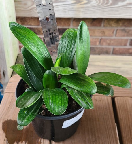 Clivia chinese compact malian - chinese,