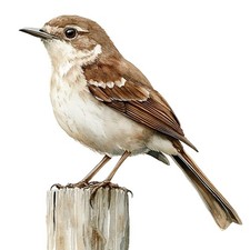 2 x autocollants autocollants