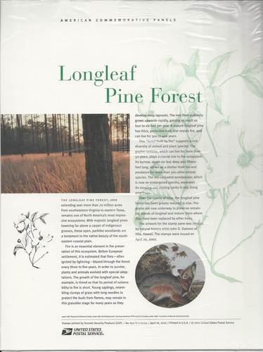 3611 longleaf pine - longleaf, forest