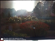 Photo sur plaque autochrome Lumière 9- 2  - photo de fleurs, datée 20/ 10/ 1913