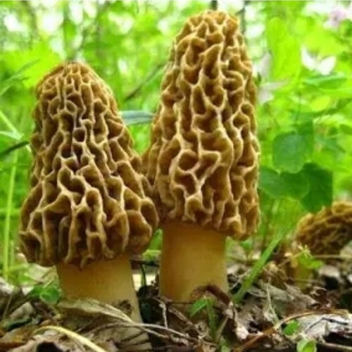 Pack morel mushroom - 3, mushroom-