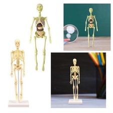 Anatomie D'apprentissage