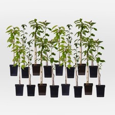 Arbres fruitiers -  x16 - Pommier, Cerisier, Poirier et Prunier - 60-70cm - ⌀9cm