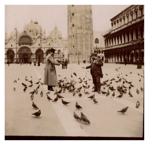 Italie venise les pigeons de - venise,,