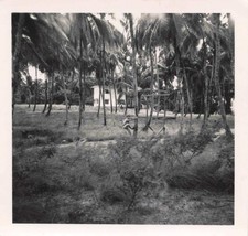 OLD SMALL PHOTOGRAPH GUIANA ~1950 CHILD CLIMBS TREES
