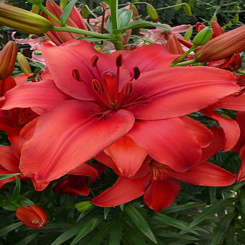 Lys bulbes fleurs - bulbes,