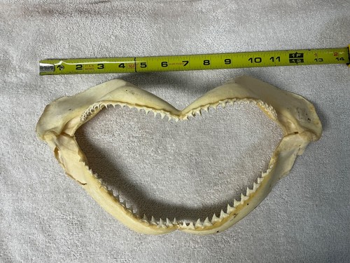 Bull shark jaw - jaw, with