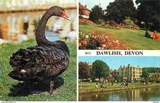 Animals - Birds - Dawlish - Devon - Multivview - Black Swan - CPM - See Scans