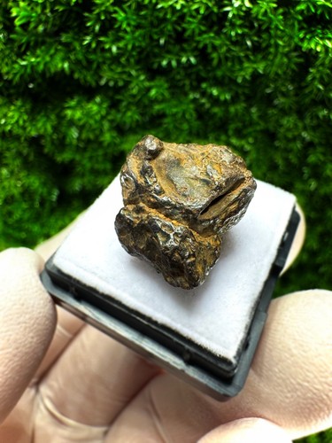 Météorite fer pallasite - fer,