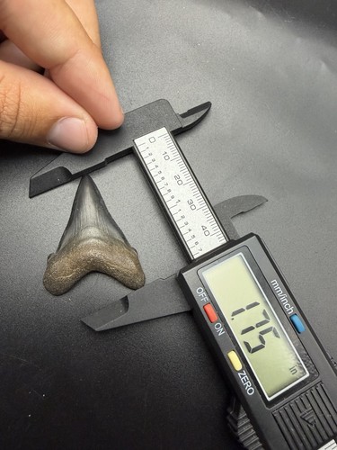 Angustidens shark tooth - angustidens, fossil