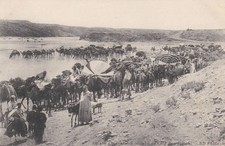 Old postcard. ALGERIA. 1900s. CAID BEN GANAH Walking Caravan