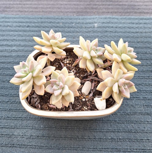 Graptopetalum victor kane - kane, (
