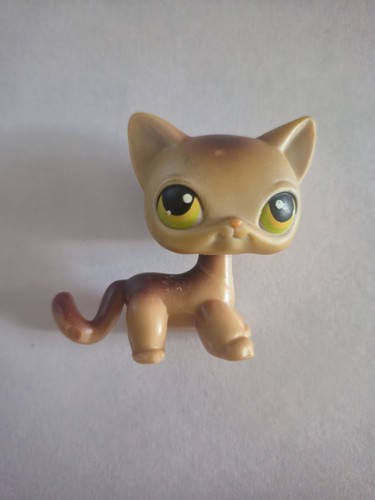 Petshop european cat - petshop, 19