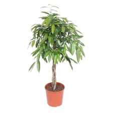Plante Ficus Amstel King | Plante d'intérieur à tige tressée - 140 cm