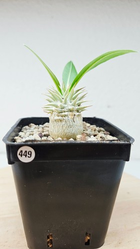 Pachypodium