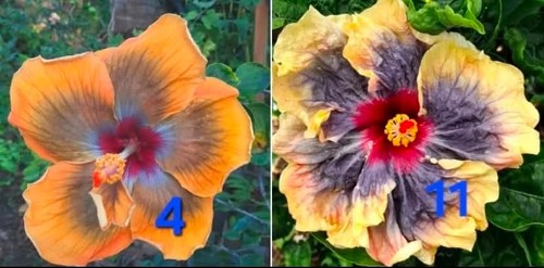 Seeds hibiscus croisement - 5,