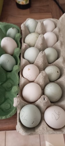 Oeufs couver araucana et - oeufs,