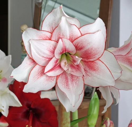 Elvas amaryllis jumbo bulb - elvas,