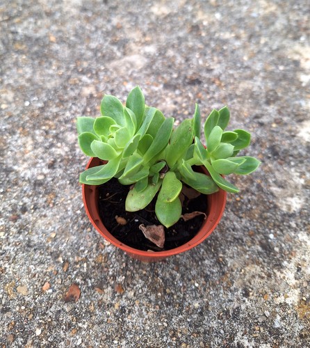 Sedeveria green rose rare - sedeveria,