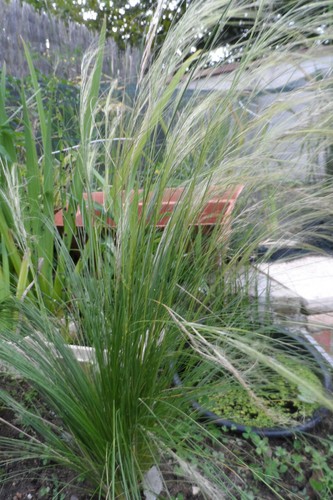 Stipa - stipa, d'ange