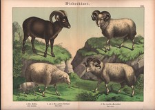 1886 Belle lithographie