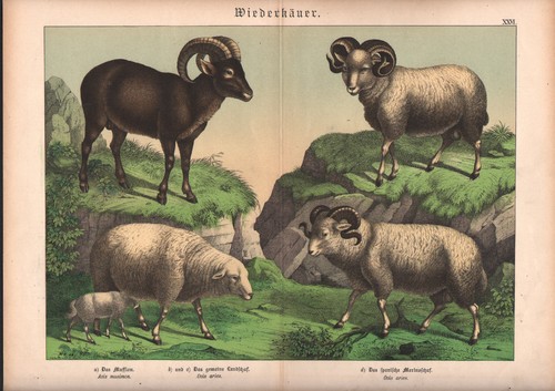 1886 belle lithographie - belle,