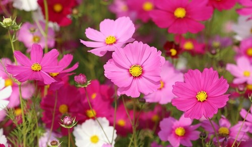 100 graines cosmos coloris - 100,