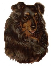 Chromo grand format CHIEN