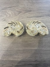 nautile ammonite cristallisé