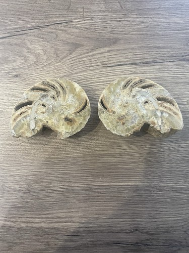 Nautile ammonite cristallisé - ammonite,
