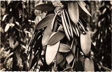 CPM AK Bourbon Island Bourbon Vanilla Leaves and Pods REUNION (1408153)