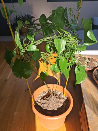 Dioscorea mexicana rare - mexicana, caudex