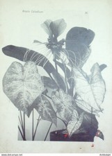Ataxia Caladium gravure florale 1870