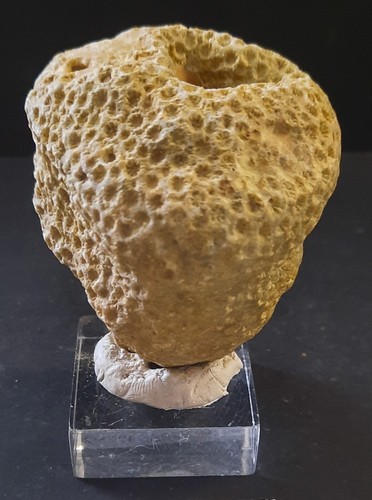 Collections fossile corail - collections,
