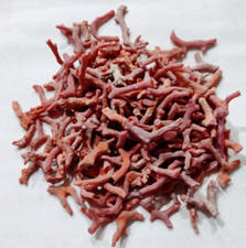 Corail rouge 100% naturel brut, corail rouge italien brut, branche brute,...