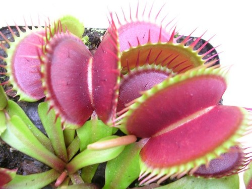 Dionaea muscipula graines - dionaea, -30