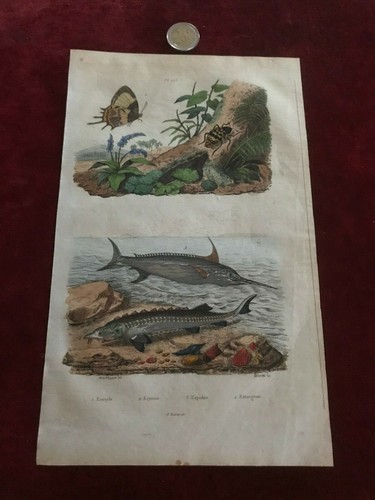Gravure ancienne faune - gravure,