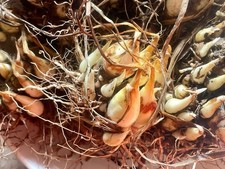 bulbes 🧅 🧅🧅