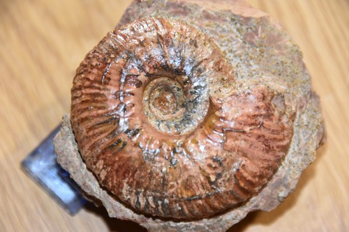 Rare ammonite geczyceras aff - rare,