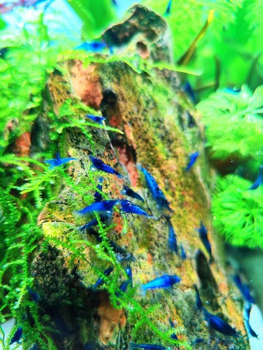 Crevettes blue dream - crevettes, lot